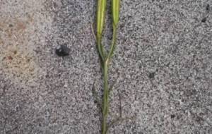 戦争の記憶悲しい子どもみたい - 真鍋哲地