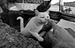 ねこ−4 - うっち