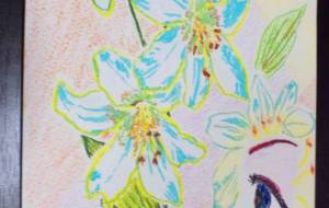 憧燈花 - 明紅葉