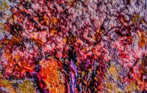 さくら、デジタル加工版 - 久保田 俊