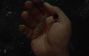 自然君はいつもわらってた - 真鍋哲地