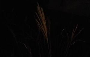 秋の日すすき - 真鍋哲地