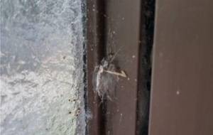 君の巣いや違う家を見けた汚くなんかないヨ - 真鍋哲地