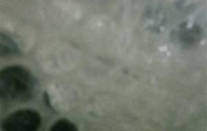 抵抗できない者無力な者弱い者いじめ良くない - 真鍋哲地