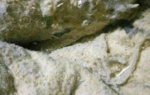 ボクノカイガソレハ くるしみ - 真鍋哲地