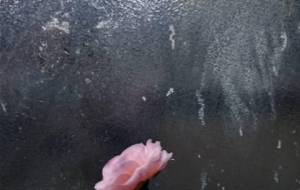 貧困の造花、光を - 真鍋哲地