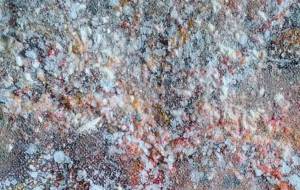 雪桜 - 久保田 俊