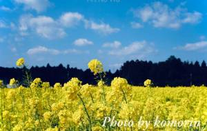 菜の花畑 - こもりん