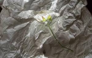 天花が癒される時 - 真鍋哲地