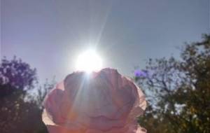 懸命思い造花 - 真鍋哲地