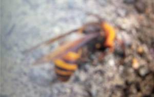 貴方の死、神があなたを抱きしめてる - 真鍋哲地