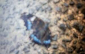 翔べない、貴方翔んでる神の楽園を - 真鍋哲地