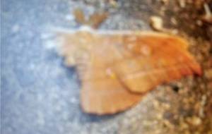 闇の使者苦しみこのまま死ぬとしても - 真鍋哲地