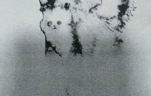 浮遊するパンダ - ぴぴ