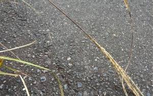 折れたすすき、僕みたいに惨め - 真鍋哲地