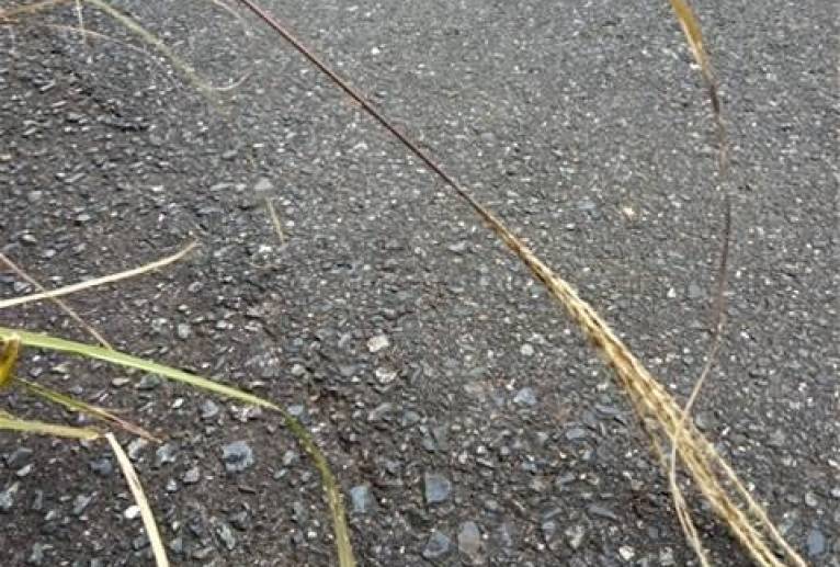 折れたすすき、僕みたいに惨め - 真鍋哲地 