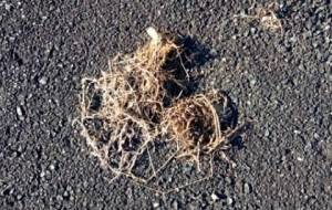 君はいつ死んだの?どこえ行くの? - 真鍋哲地