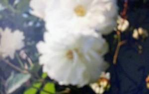 僕は踏みにじられるゴキブリみたいに - 真鍋哲地