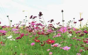 秋桜 - こもりん