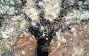 犬ざくら - 久保田 俊