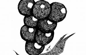 カケアミブドウ - 橘 木竜