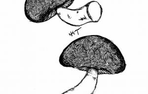 カケアミキノコ - 橘 木竜