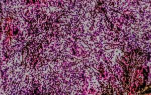 さくら - 久保田 俊