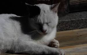 ねこ−8 - うっち