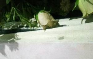 造花キャンバスとおやすみ - 真鍋哲地