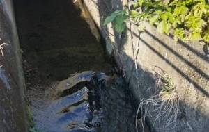 母ちゃん、会いたいちゃ何でこう成ったかのお - 真鍋哲地