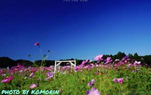 コスモス1 - こもりん