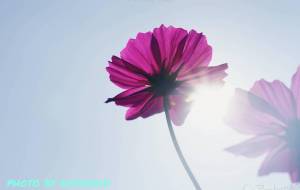 コスモス6 - こもりん