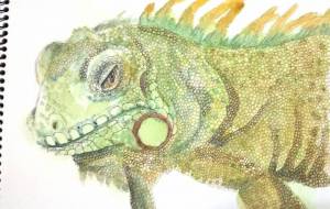 グリーンイグアナ - のの