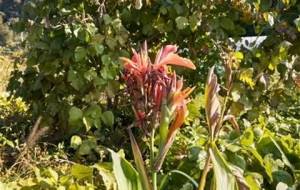 母ちゃん、最後の花 - 真鍋哲地