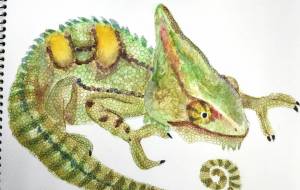 エボシカメレオン - のの