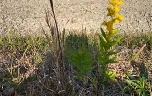 例えば、弟、と、僕 - 真鍋哲地