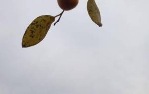 秋、小さな雀 - 真鍋哲地