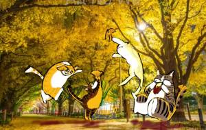 イチョウ並木 - おざき淳