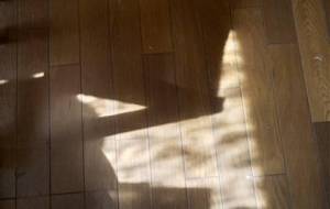 秋の柔らかい、陽射し - 真鍋哲地