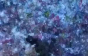 さくら - 久保田 俊