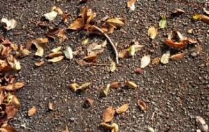 秋、愛いがとう - 真鍋哲地