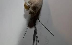 廃棄物尊い、権利レディー、自然保護 - 真鍋哲地