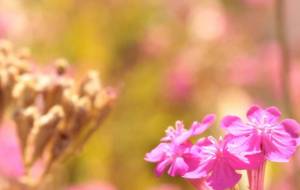 小さい花 - もぐ