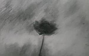 心野花 - 真鍋哲地