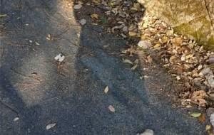 やっぱり秋ええの - 真鍋哲地