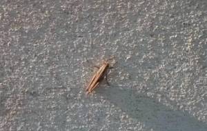 秋の終わりに、君ひとりぼっち - 真鍋哲地