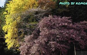 茶梅の大木 - こもりん