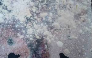 さくらをみる会 - 久保田 俊