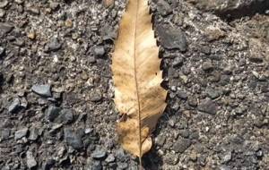 絶望って愛される?、 - 真鍋哲地