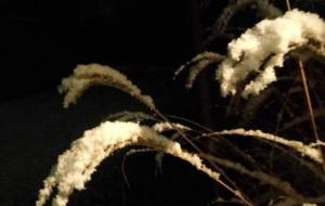 君は冬を、秋の亡骸、君は強い - 真鍋哲地